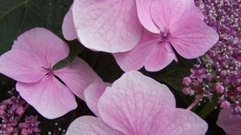 Pink Hydrangea