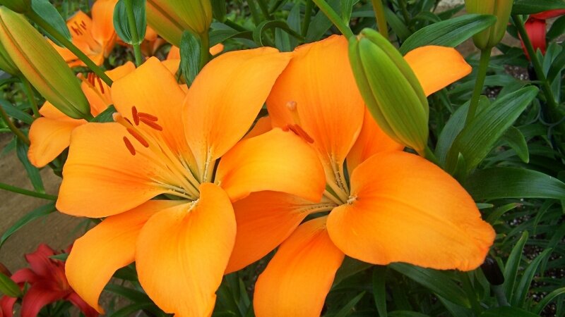 Orange Asiatic Lilies