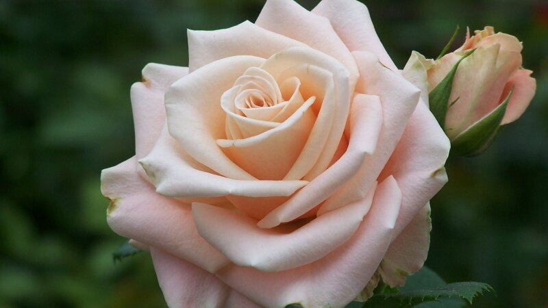 Peach Rose 