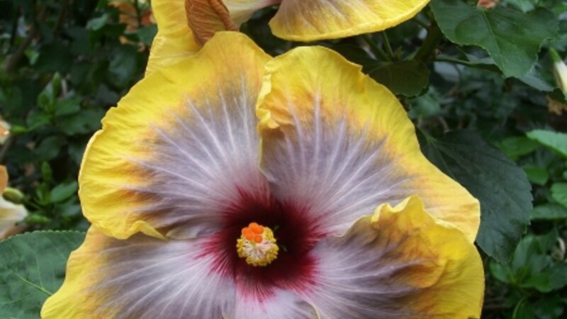 Yellow Fringed Hibiscus
