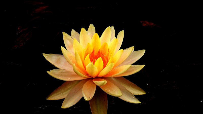 Beauty Unfolding
