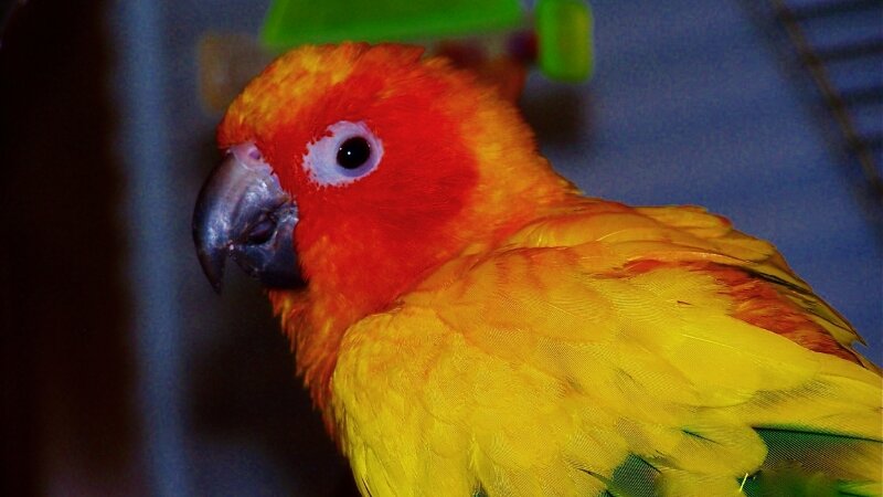 Orange Conure