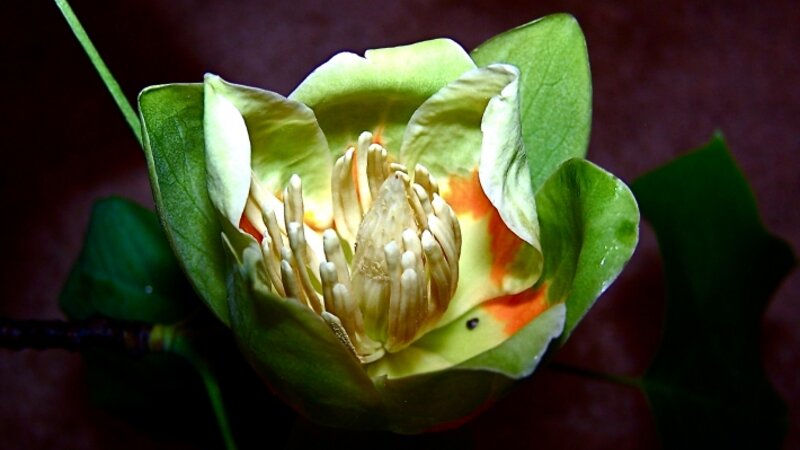 Be Yourself...Life is Precious as it is!