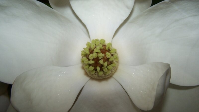 White Magnolia in Full Bloom