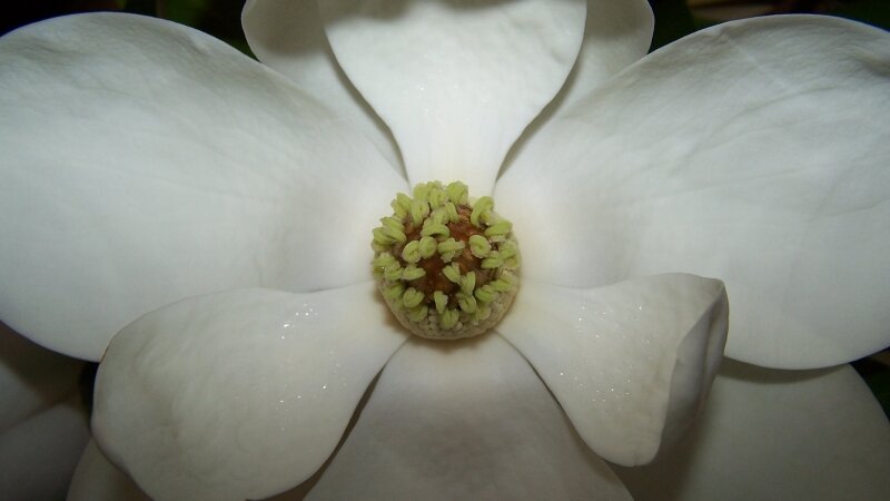 White Magnolia in Full Bloom