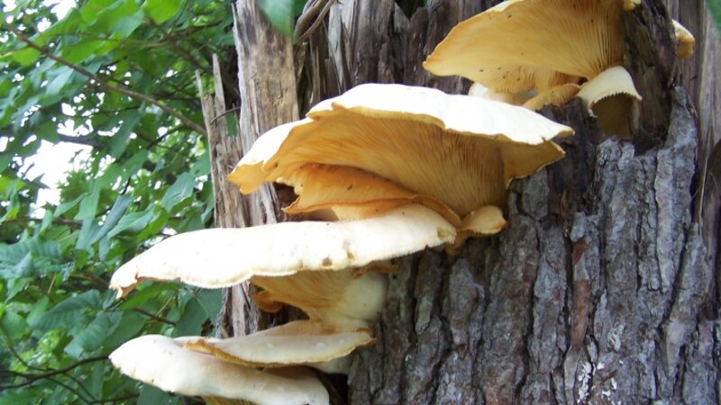 Giant Mushrooms in Cascading Formation