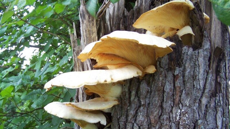 Giant Mushrooms in Cascading Formation