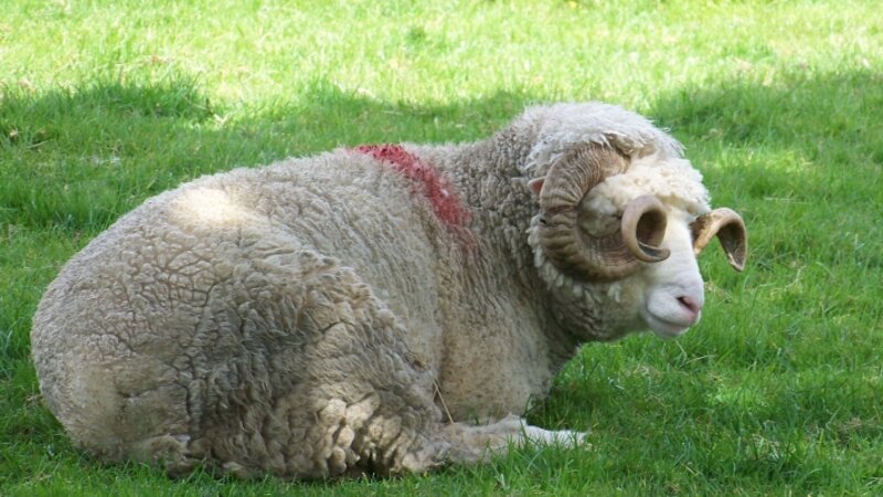 Sheep with Glasses