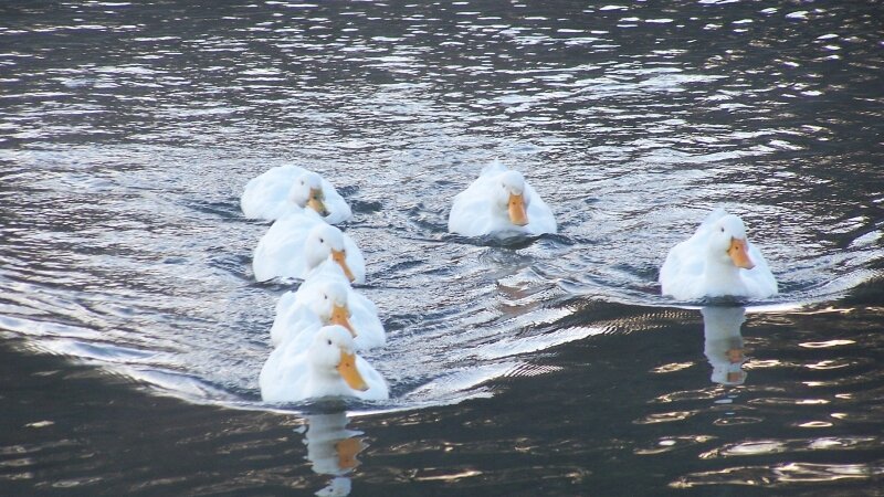 Ducklings in Swimming Drill