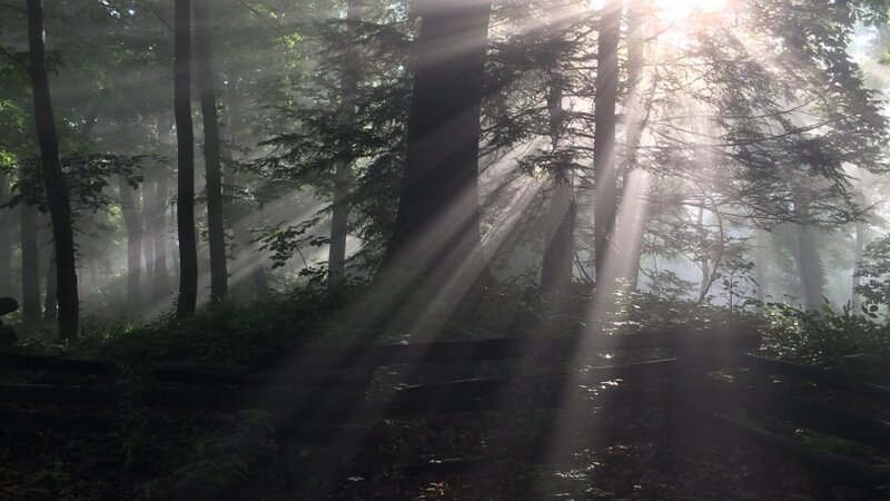 Morning Glory