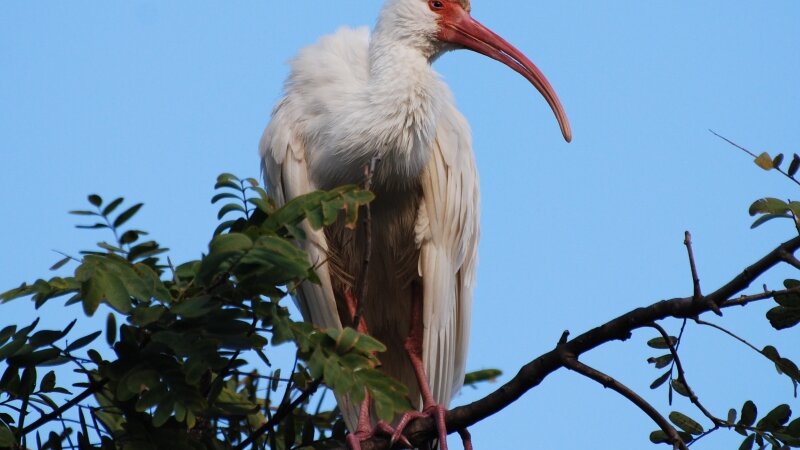 White Ibis