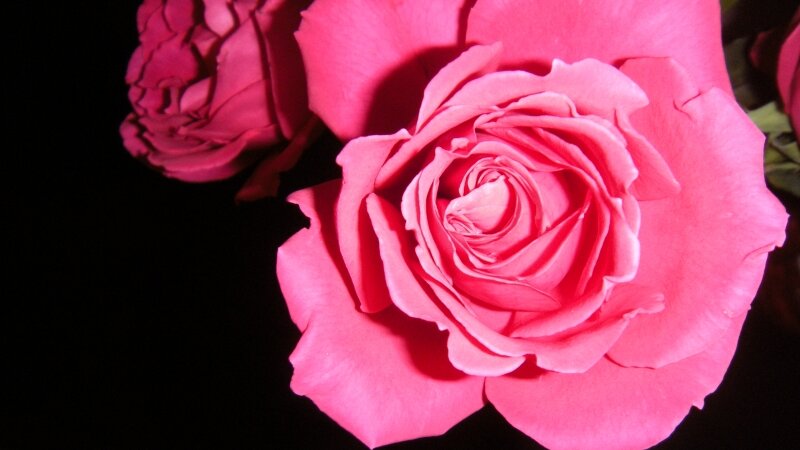 Valentine's Day Roses