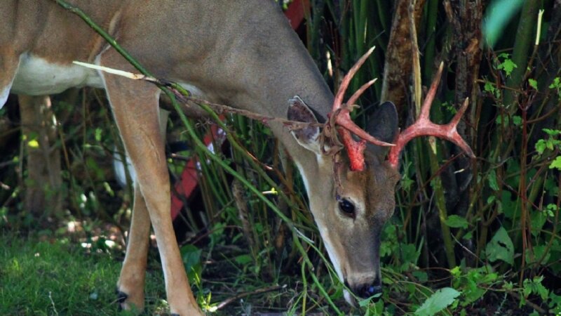 Buck shedding velvet