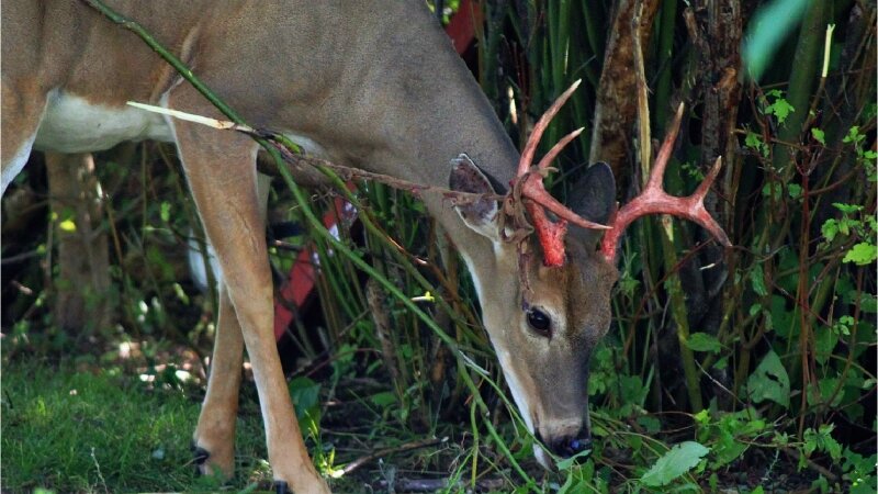 Buck shedding velvet