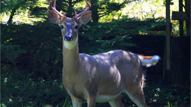 Buck strutting his "new" antlers