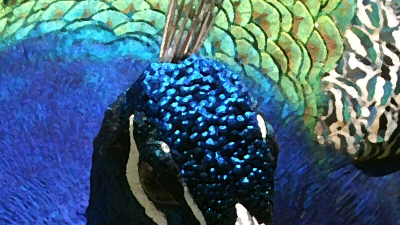 Peacock