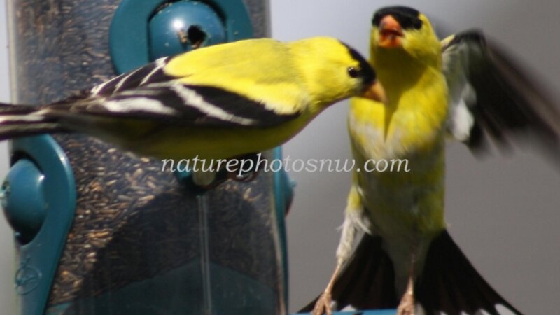 Birds of a Feather
