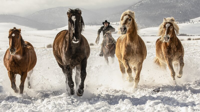 Head 'em Up