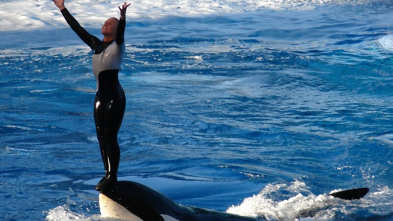 Trainer and Whale
