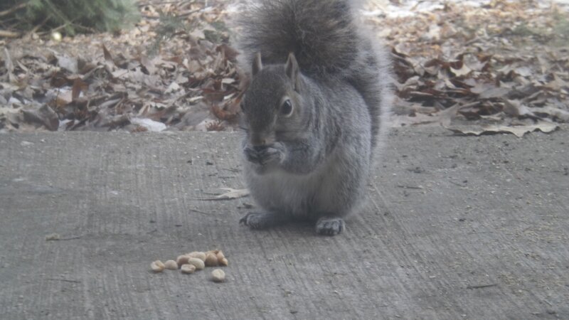 PEANUT