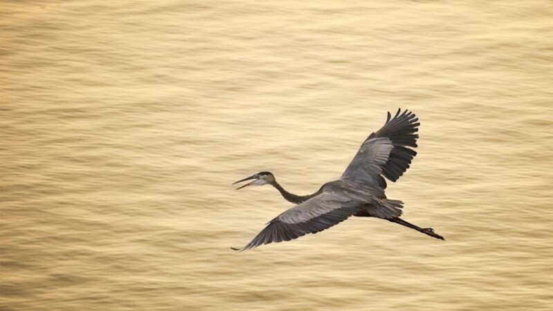 Golden flight