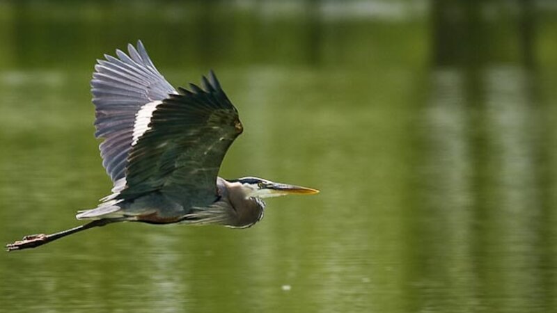 Summer flight