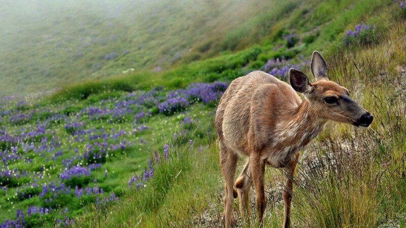 Hurricane Ridge