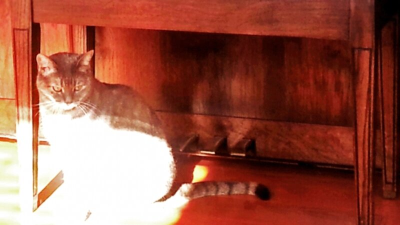 Izzy in the Sun