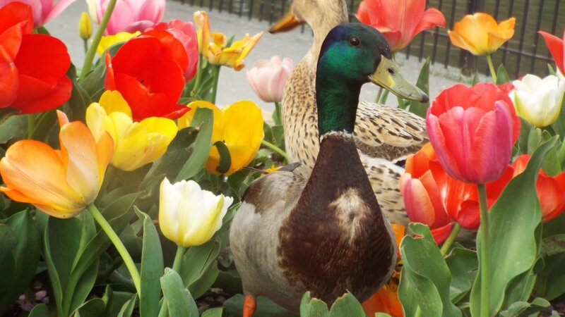 Tulips at the Duck Pond
