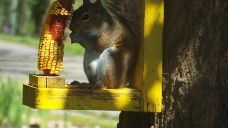 Squirrel Feeder