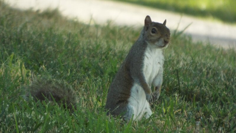 The Poser