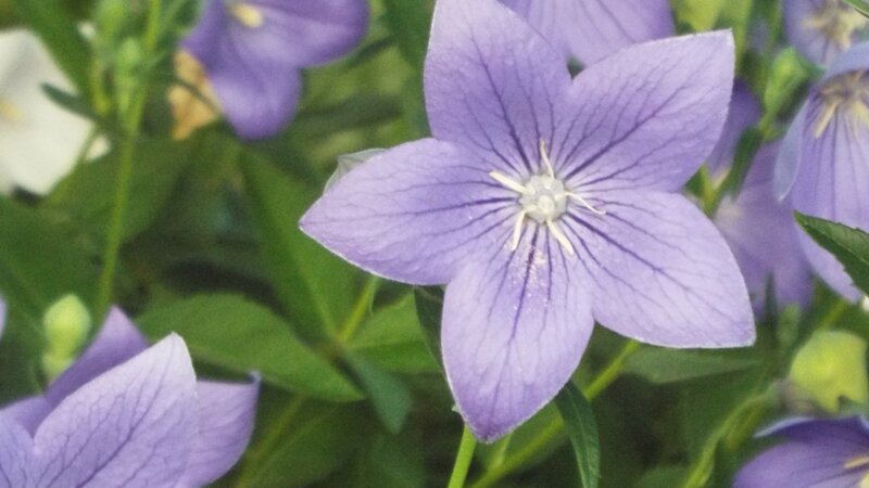 Balloon Flower