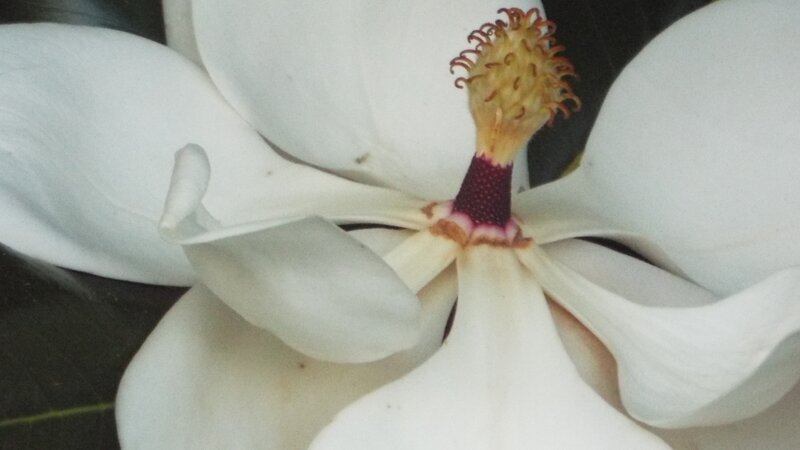 Magnolia Bloom