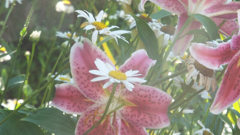Daisies and Lillies