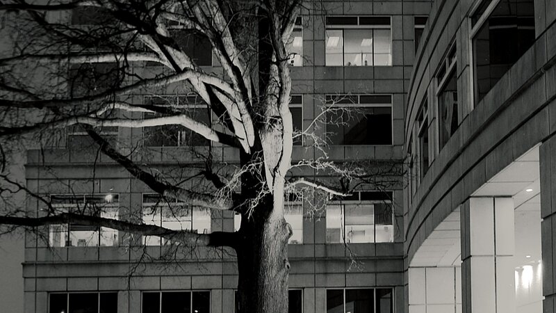 Duke's North Pavillion at dawn