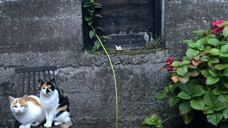 Courtyard Kitties