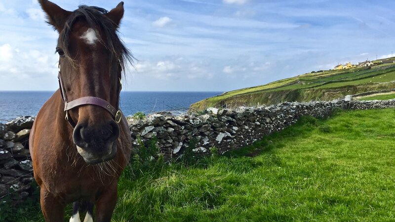Gaelic Gelding