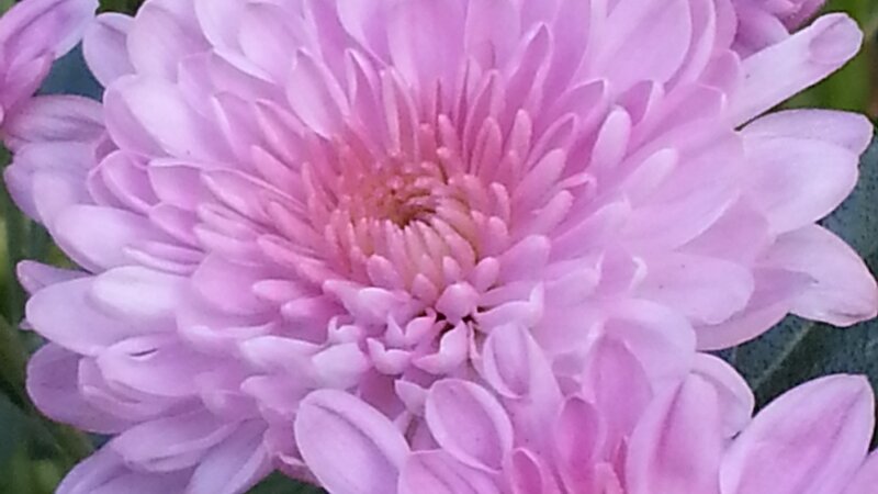 Pink Mums