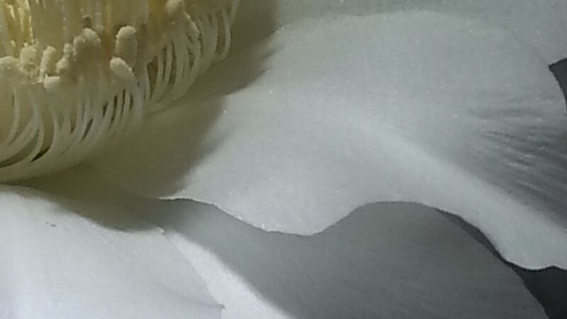 Night Blooming Beauty