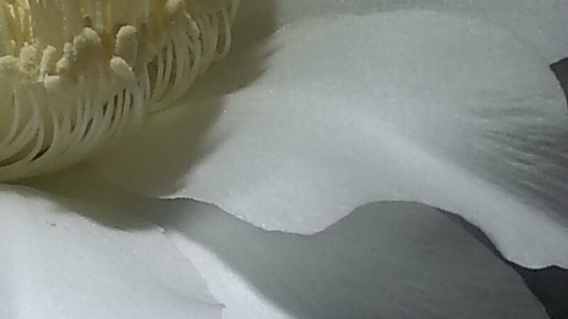 Night Blooming Beauty