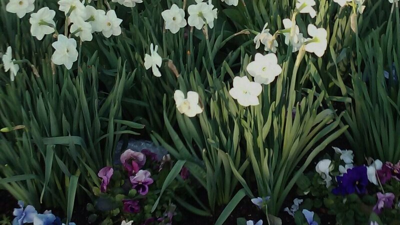 Springfever