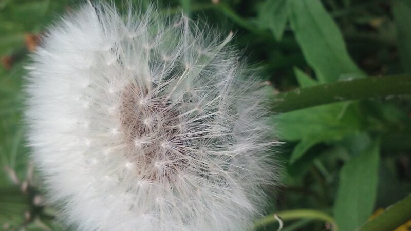 Wishful