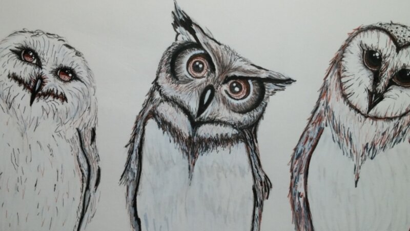 Sibling Owls