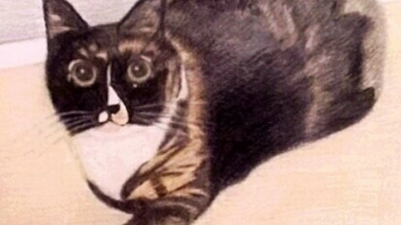 Cat using prismacolor