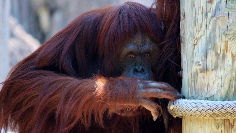 Lowry Park Mr. Gorilla looking back at us as if saying "I see you!"