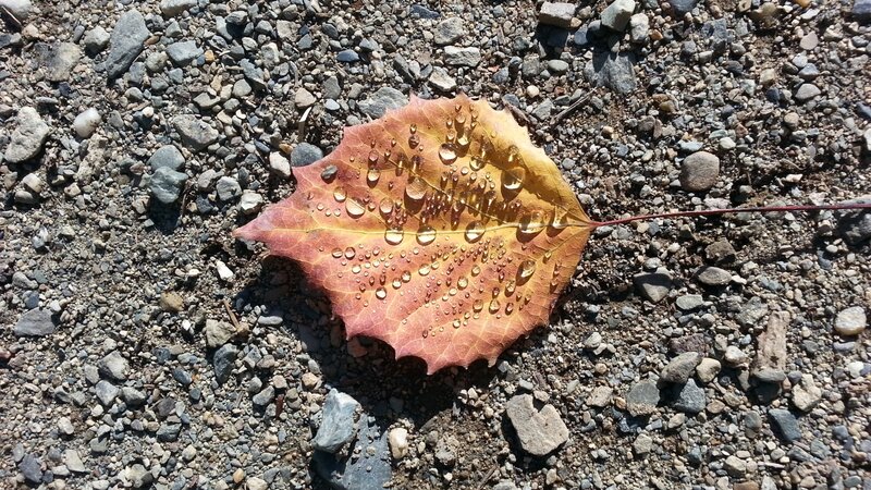 Fall drops