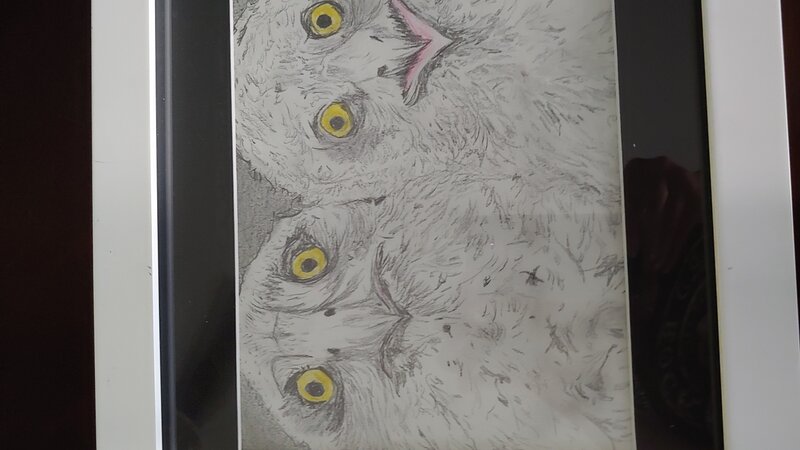 The owls