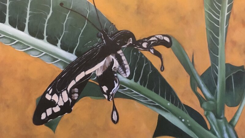 Frangipani and the Cripplewing Swallowtail