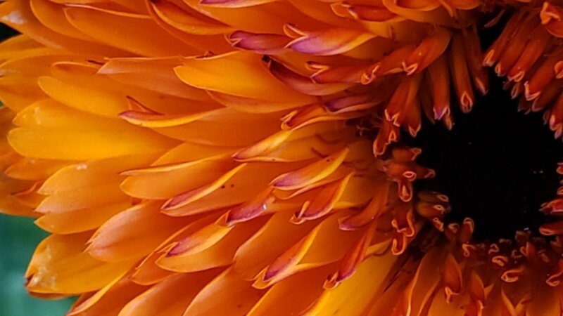 Red and Orange Calendula