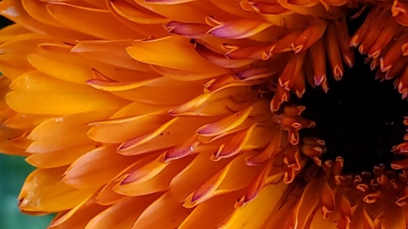 Red and Orange Calendula